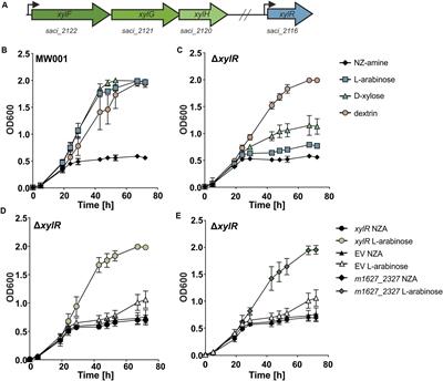 Identification of XylR, the Activator of Arabinose/Xylose Inducible Regulon in Sulfolobus acidocaldarius and Its Application for Homologous Protein Expression